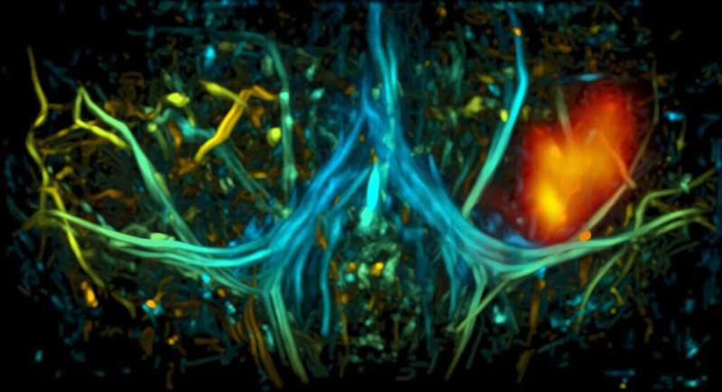 Light-sensitive molecule allows researchers to visualize and manipulate cells in deep tissues