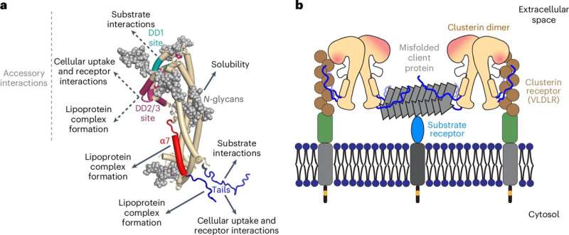 Functional assignment of Clu structural elements. Credit: Nature Structural & Molecular Biology (2025). DOI: 10.1038/s41594-025-01631-4 New insights into the function of a risk factor for Alzheimer's disease