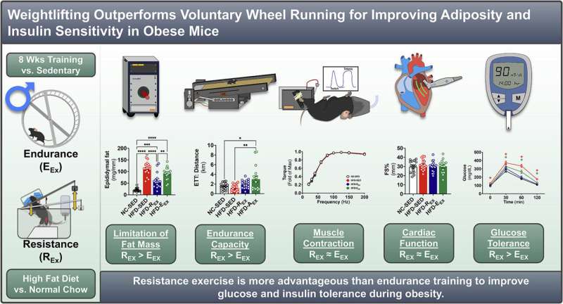 Weightlifting outmuscles running for blood sugar control, study finds